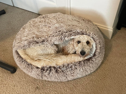 Calming Cove Dog Bed